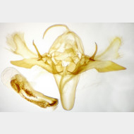 Macdunnoughia confusa m