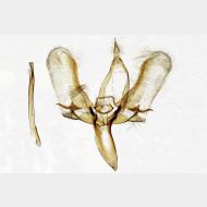 03 Meganola albula m