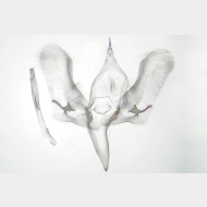 04 Meganola albula m