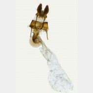 000 Mesapamea secalella w