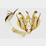 01 Mythimna anderreggii m