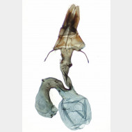 Mythimna impura w