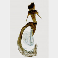 Mythimna unipuncta w