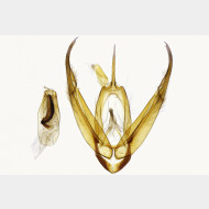 02 Noctua linogrisea m