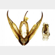 03 Noctua linogrisea m