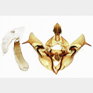 01 Orthosia cerasi m