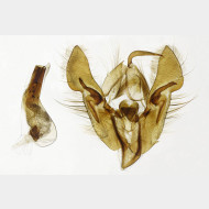 01 Orthosia cruda m