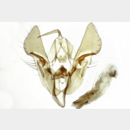Orthosia cruda m