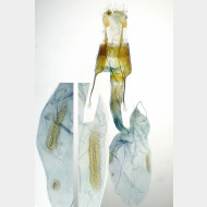 Orthosia cruda w