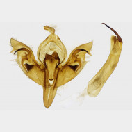 01 Orthosia incerta m