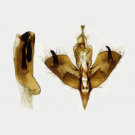 Panthea coenobita m
