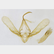 Paracolax tristalis m