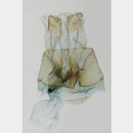 Parascotia fuliginaria w