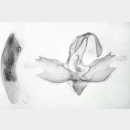 Pechipogo strigilata m
