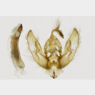 Elachista metella m