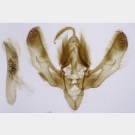 Polyphaenis sericata m