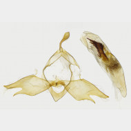 Polypogon plumigeralis m