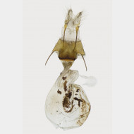 02 Proxenus hospes w