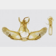 Tetheella fluctuosa m