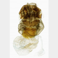 Watsonarctia deserta w