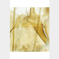 01 Amblyptilia acanthadactyla w ostium