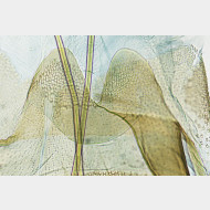Amblyptilia acanthadactyla w ostium
