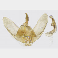 00 Gillmeria pallidactyla m