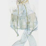 Hellinsia carphodactyla w 1
