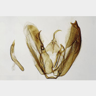 01 Hellinsia osteodactylus m