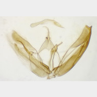 Hellinsia osteodactylus m