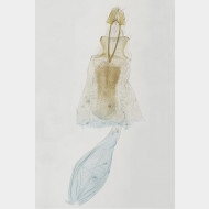 02 Hellinsia osteodactylus w v2