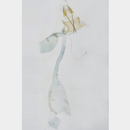 04 Hellinsia osteodactylus w