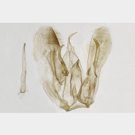01 Merrifieldia baliodactylus m