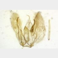02 Merrifieldia baliodactylus m