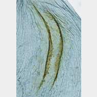 01 Merrifieldia leucodactyla w signum