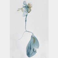 Merrifieldia leucodactyla w