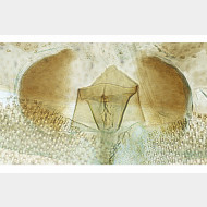 01 Oxyptilus distans w ostium