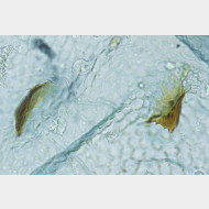 02 Oxyptilus distans w signum