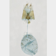 03 Oxyptilus distans w
