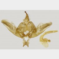 Platyptilia gonodactyla m v2