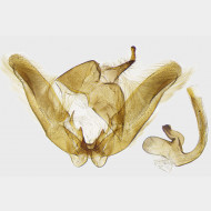 Platyptilia gonodactyla m