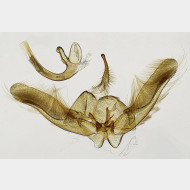 Platyptilia gonodactyla m10