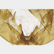 Platyptilia picardi m gr