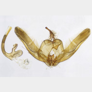 Platyptilia nemoralis m