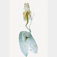 01 Platyptilia nemoralis w v2