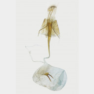 02 Platyptilia nemoralis w