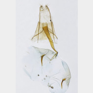 05 Platyptilia nemoralis w