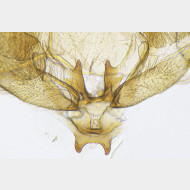 Platyptilia picardi m det