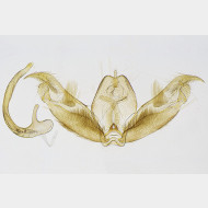 06 Stenoptilia bipunctidactyla m