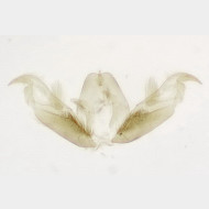 Stenoptilia bipunctidactyla m